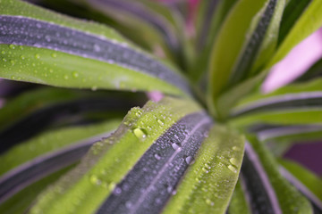 Water drops on green leaves of Dracaena plant. Close up background with soft light and selective focus.