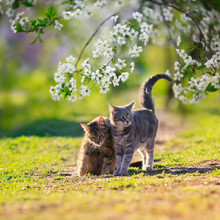 Two Cats In Love They Walk Side By Side In The May Sunny Garden Surrounded By Branches Of Cherry Blossoms