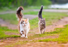 Two Cats Run Across A Green Meadow In May Sunny Warm Day