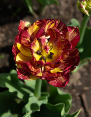 Sticker - Maroon and Yellow Tulip