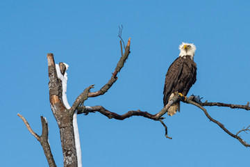 Wall Mural - an american bald eagle perched against a blue sky.