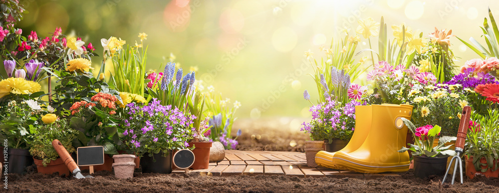 Gardening Concept. Garden Flowers and Plants on a Sunny Background - obrazy, fototapety, plakaty 