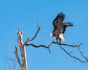 Wall Mural - an american bald eagle balancing on a perch.