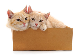 Canvas Print - Two cats in a box.