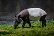 The Malayan tapir (Tapirus indicus)