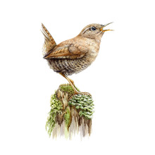 European Brown Wren On A Green Moss Watercolor Image. Small Forest Bird Sing On A Tree Hand Drawn Illustration. Europe Song Wild Bird With A Funny Tail Isolated On White Background.