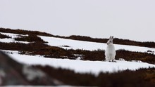 Mountain Hare, Lepus Timidus, March Running/chasing In Winter Coat With Snow On A Hillside In The Cairngorms National Park, Scotland.