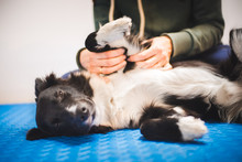 Border Collie Dog During A Massage Done By A Pet Physical Therapist And During And Exam