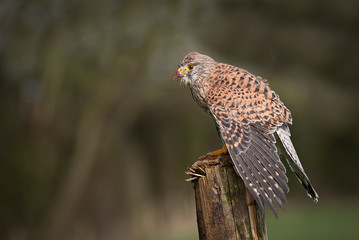 Aufkleber - A profile portrait of a female kestrel, Falco tinnunculus, perched on a wooden post mantling to cover its prey from other predators