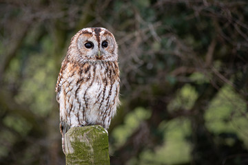 Poster - Close portrait of a tawny owl, Strix aluco, as it sits perched on a post with eyes wide open staring forward