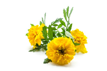 Wall Mural - bouquet of yellow flowers isolated on white background