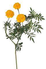 Wall Mural - marigold flower isolated