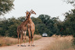two giraffe in love