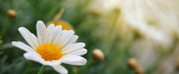 Wall Mural - White daisies meadow.