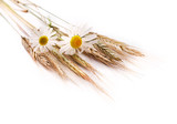 Fototapeta Kwiaty - Wheat ears with chamomile flowers isolated on a white background.