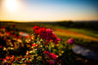 Flowers in sunset