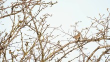 Tree Pipit Bird On Thorn Bush Winter 2020 Light Background