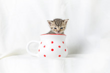 Kitten In A Mug