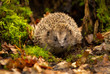 Hedgehog, wild, native, European hedgehog foraging in natural woodland habitat.  Facing forwards with green moss and Autumn leaves. Horizontal. Space for copy.