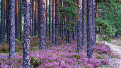 purple flower Eurasian heath, which grows abundantly in pine forests on wild, sandy soils.