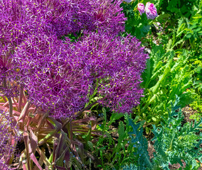 Sticker - Chives, scientific name allium schoenoprasum in British park - London, UK