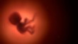 Blurred red human embryo in the womb, pregnancy and obstetrics