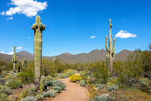 Scottsdale Arizona Desert Trail In McDowell Mountains