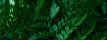 Tropical Plant Leaves In Garden As Botanical Background, Nature And Environment