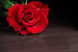 Samotna czerwona róża