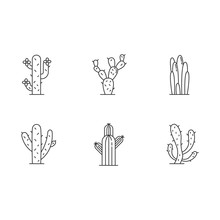 Cactuses Pixel Perfect Linear Icons Set. American Desert Plants With Fleshy Trunks. Family Cactaceae. Customizable Thin Line Contour Symbols. Isolated Vector Outline Illustrations. Editable Stroke