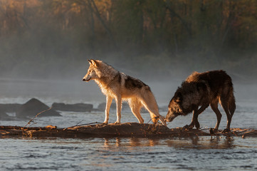 Wall Mural - backlit grey wolves (canis lupus) look left across river autumn