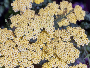 Wall Mural - Achillea filipendulina, known as fernleaf yarrow, milfoil or nosebleed - Asian species of flowering plant in the sunflower family