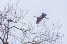 Great Blue Heron Bird Flying During Nest Building In Spring