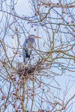 Great Blue Heron Perched In Nest In Tree On Sunny Day