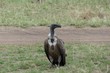 Vulture, Serengeti, Tanzania
