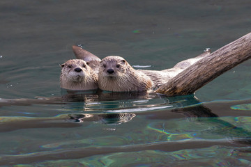 north american river otter (lontra canadensis) pair in spring