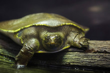 Spiny Softshell Turtle (Apalone Spinifera) 