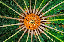 Heart Center Of A Sago Palm. Radial Symmetry In Nature.