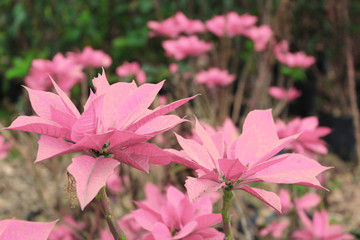 Flores rosas fondo