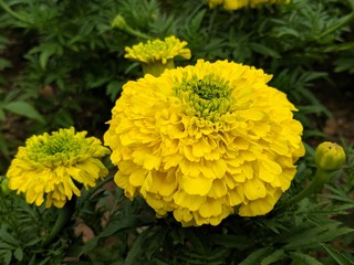 yellow flowers in the garden