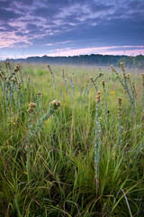 Round-headed bush clover and prairie grasses at sunrise in a Midwest prairie.