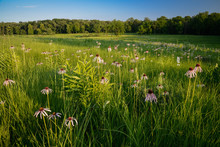 Long Shadows Creep Across A Restored Prairie Filled With Blooming Pale Purple Coneflowers At Sunset.