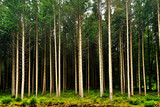 Fototapeta Sypialnia - landscape in a pine forest