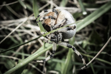 spider