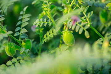 Wall Mural - Fresh Green Chickpeas field , Chick peas also known as harbara or harbhara in hindi and Cicer is scientific name,