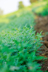 Wall Mural - Fresh Green Chickpeas field , Chick peas also known as harbara or harbhara in hindi and Cicer is scientific name,