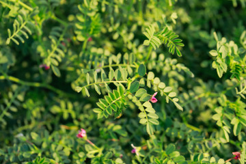 Wall Mural - Fresh Green Chickpeas field , Chick peas also known as harbara or harbhara in hindi and Cicer is scientific name,