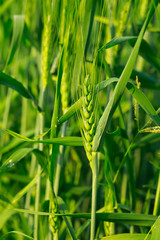 Wall Mural - Close-up view of green wheat field in India