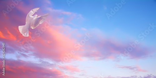 Cuadros en Lienzo White dove in fly. Bright sunset high sky