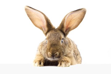 Wall Mural - gray fluffy rabbit looking at the signboard. Isolated on white background. Easter bunny